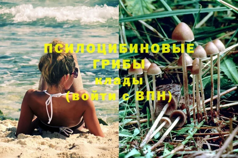 Псилоцибиновые грибы Psilocybine cubensis  Ступино 